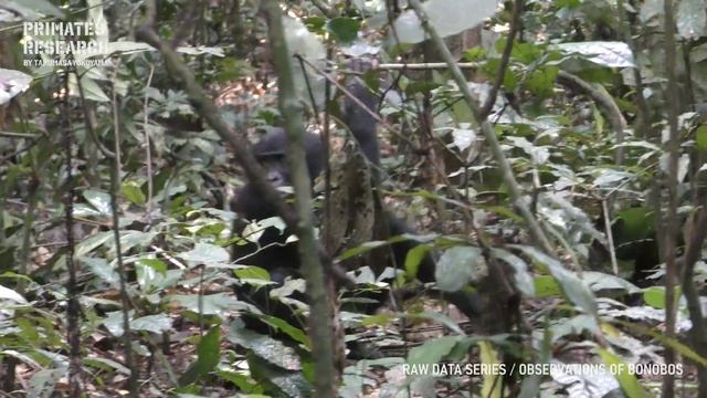 Peaceful wild bonobo society!【Observations of Bonobos #12】 смотреть онлайн