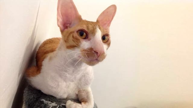 Почему кошки любят картонные коробки? ❤ Задай вопрос смотреть онлайн