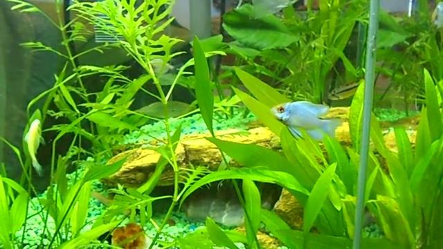 Electric Blue Rams and Apistogramma cacatuoides смотреть онлайн