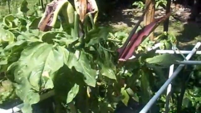 Dracunculus Vulgaris 2016 by Costante Bonvini смотреть онлайн