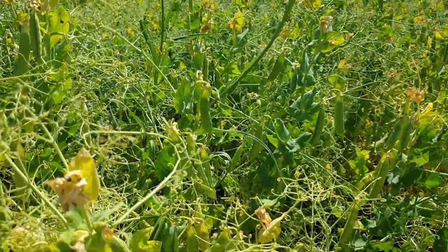 недільний огляд жара вже прийшла смотреть онлайн