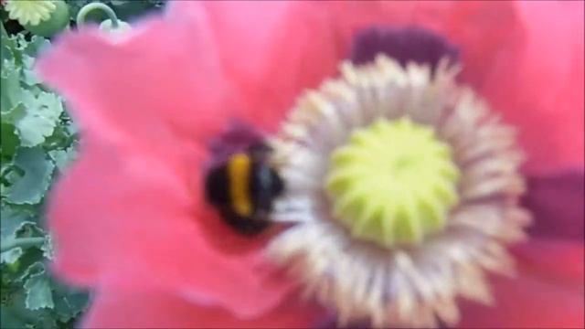 Close up captures of buzzy bee's collecting nectar from poppy flower heads 26.06.21 смотреть онлайн