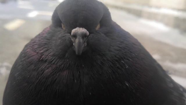 Голубь замерз на балконе смотреть онлайн