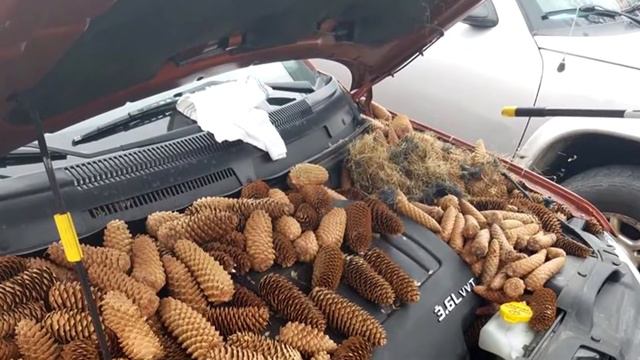 МУЖЧИНА НЕ СМОГ ЗАВЕСТИ МАШИНУ, ОТКРЫВ КАПОТ, ОН БЫЛ ОЧЕНЬ УДИВЛЕН смотреть онлайн