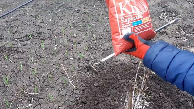 Срочно подкормите Жимолость! Важное удобрение для увеличения урожая плодовых кустарников. смотреть онлайн