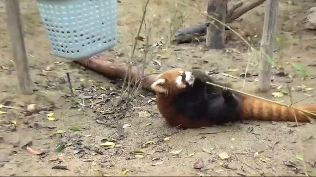【red panda】I'd like to introduce you to my good neighbor, the tortoise смотреть онлайн