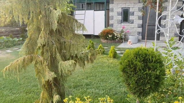 Мои новые заготовки.Воскресный обед.Обзор нашего участка - зона отдыха эксперимент с грибами. смотреть онлайн