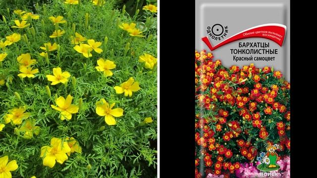 Бархатцы. Посейте самые красивые сорта бархатцев в саду! смотреть онлайн