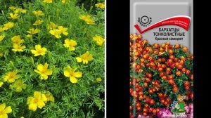 Бархатцы. Посейте самые красивые сорта бархатцев в саду!