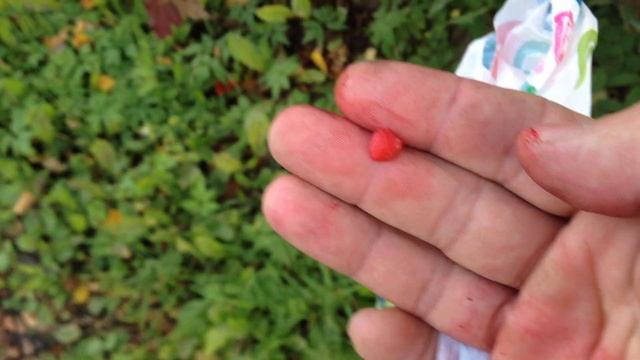Прошелся по окраине города и собрал семена деревьев и цветов.Йод в орехе маньчжурском смотреть онлайн