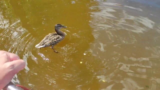 Мою яхту, жарим шашлыки. Отдых на катере продолжается. смотреть онлайн