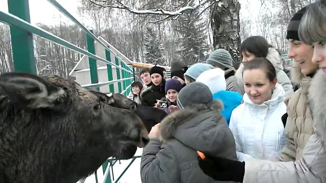 Кострома. Лосиная ферма. смотреть онлайн