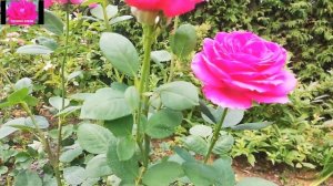 Роза ЮРИАНДА или БИГ ПЕРПЛ.