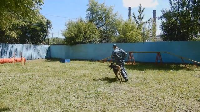 Собаки УМВД Комсомольск смотреть онлайн