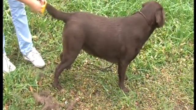 Фурминатор и Фаточка смотреть онлайн