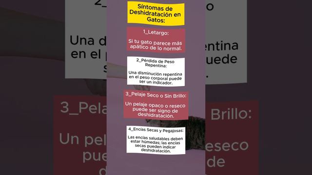 Deshidratación En Gatos (Síntomas) 🐈⬛🐈