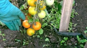 Томат Монгольский карлик. Обзор томатов открытый грунт (27 07 20)