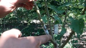 Прививка абрикоса на алыче(  Grafting apricot on cherry plum)