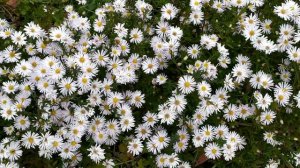 Директор по счастью 1 - 4 серии (сериал 2021)