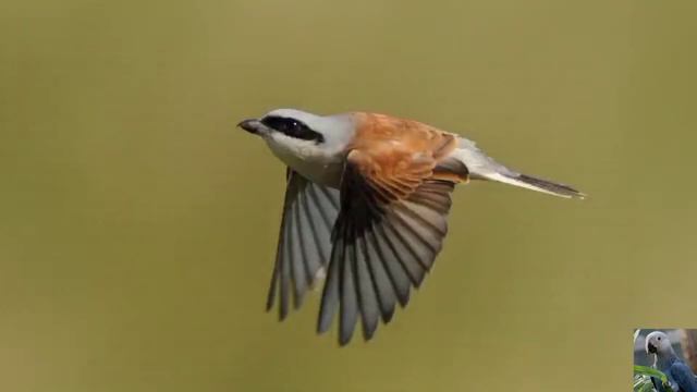 Голоса птиц: обыкновенный жулан, или сорокопут-жулан смотреть онлайн