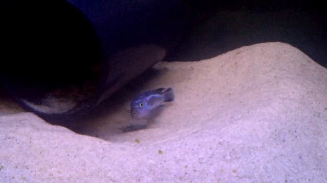 Melanochromis Cyaneorhabdos ( Maingano ) Spawning