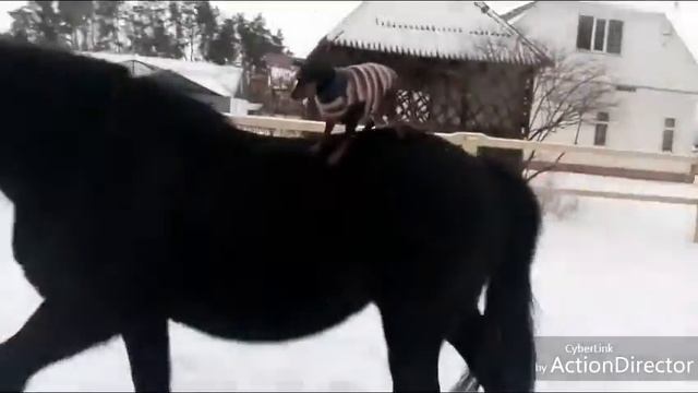 15 февраля 2017 г. смотреть онлайн