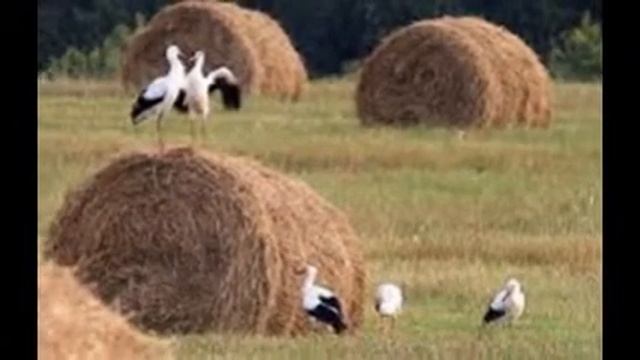 аист. смотреть онлайн