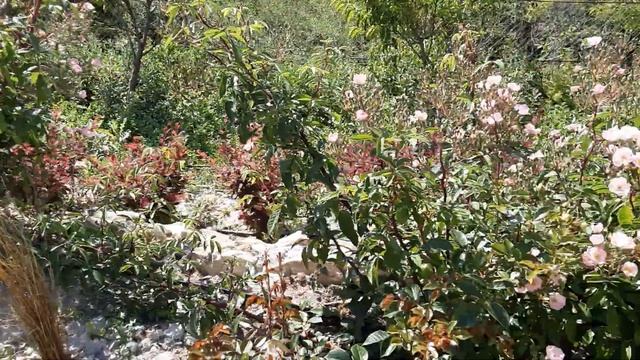 Мускусные розы цветут .Питомник роз Полины Козловой rozarium.biz смотреть онлайн