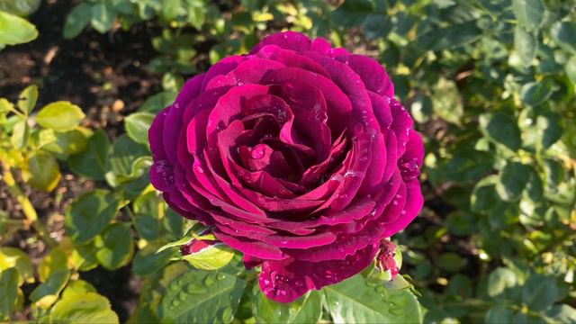 🌹 Twilight Zone Rose