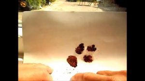 Как легко собрать семена клубники, земляники