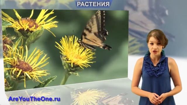 Растения беззащитны. Берегите их! смотреть онлайн