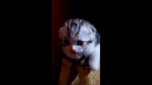 Случайный кадр :) Beautiful-cat.jimdo.com/котята-для-вас-kittens-for-you/