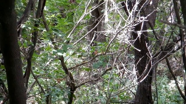 Пение зяблика смотреть онлайн