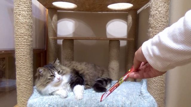 保護猫ボス吉の楽しい深夜時間　part 34 【Funny Cat Videos Part 34】 смотреть онлайн