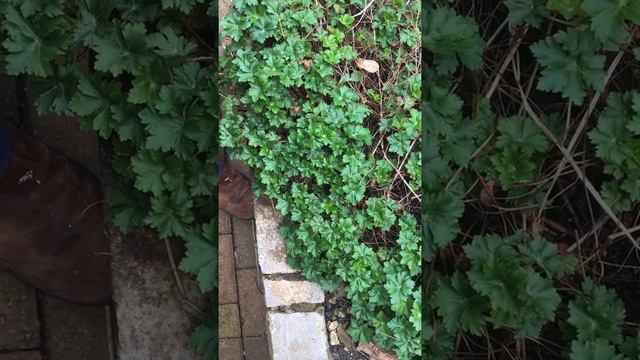 Hardy geranium- Bees love it! смотреть онлайн