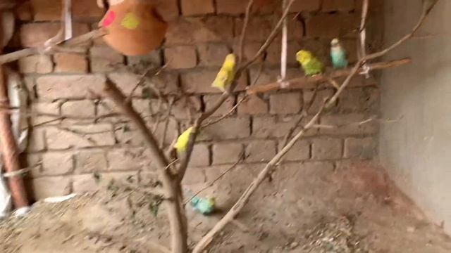 New Aseel Murga ly ay|Hammad Pet House смотреть онлайн