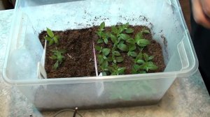 Весеннее черенкование метельчатой и ампельной гортензии.