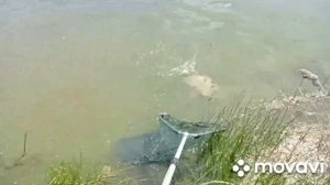 Рыбалка в Марий Эл 2022г. Крупные карпы чуть не утащили удочки!!!