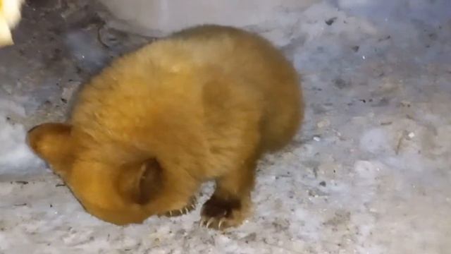 Petunia the Baby Bear Cub Eating an Everything Sub Roll смотреть онлайн