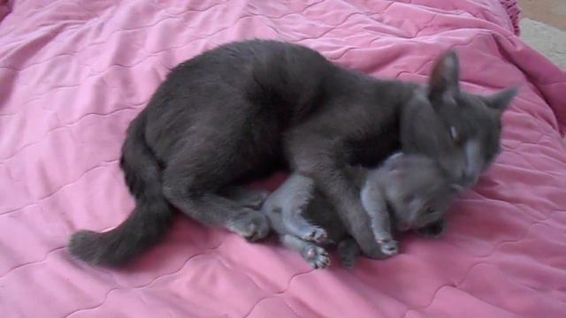 Кошка Лана играет со своей дочкой Мосяней. смотреть онлайн