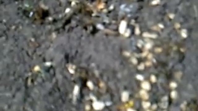 Аскосфероз пчёл смотреть онлайн