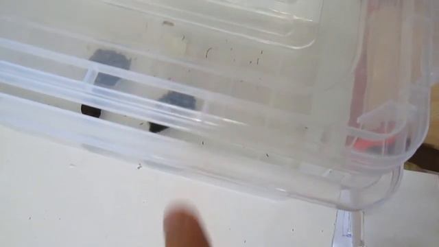 044 Animal - Melcul Neritina Zebra смотреть онлайн