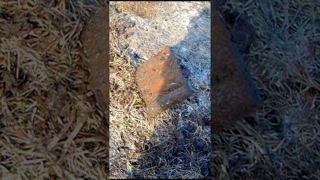 Первые Находки в радость! смотреть онлайн