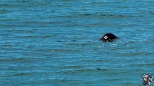 Застолье Каланов (Enhydra lutris) смотреть онлайн