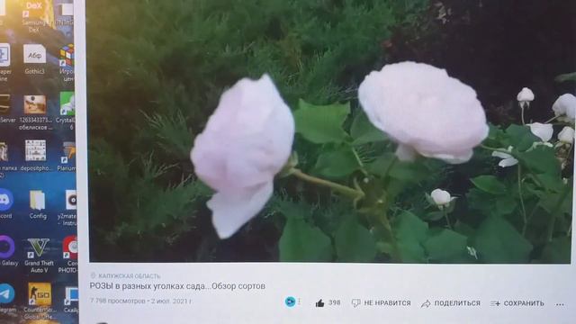 РОЗЫ и НЕДОБРЫЙ Миру Мир. Ответы на вопросы смотреть онлайн