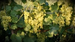 Виноград универсального сорта Августин