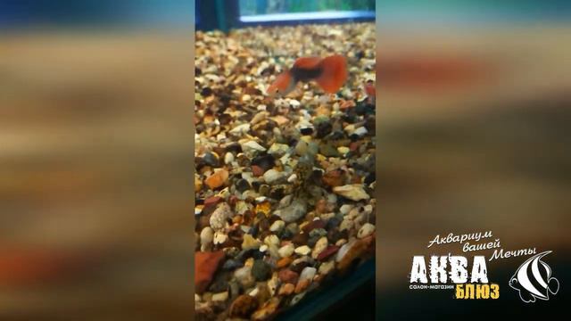 Анциструс Рио Парагвай | Ancistrus 