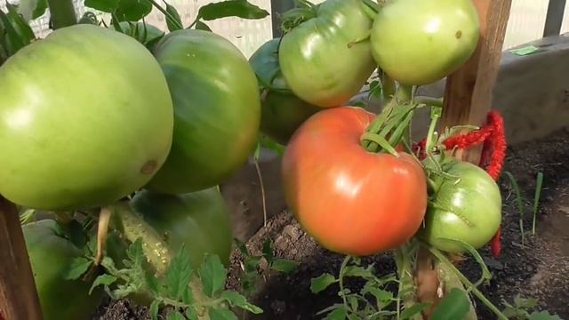 Томаты созрели раньше огурцов! Быстрый обзор огорода 18 мая. Ольга Чернова. смотреть онлайн