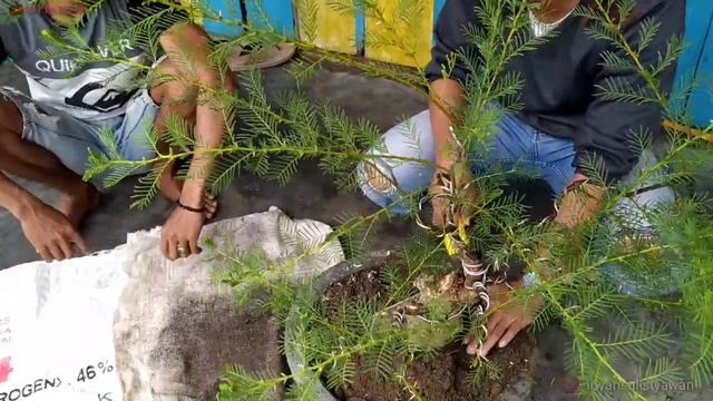 Program Bonsai Klampis II acacia tomentosa (putih) - Lamongan смотреть онлайн