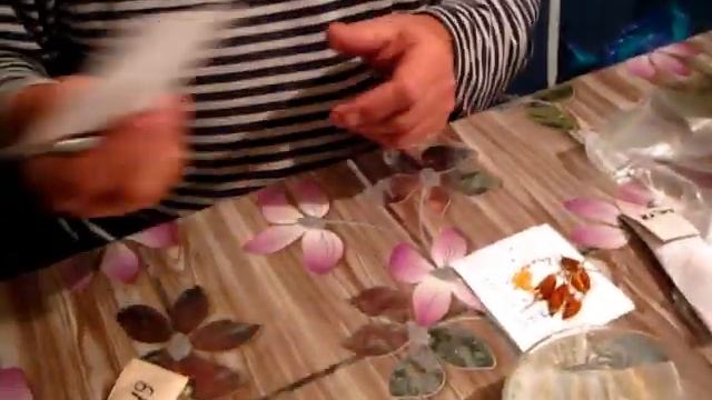 Как ПРОВЕРИТЬ ВСХОЖЕСТЬ СЕМЯН Комнатный перец ОГОНЁК смотреть онлайн